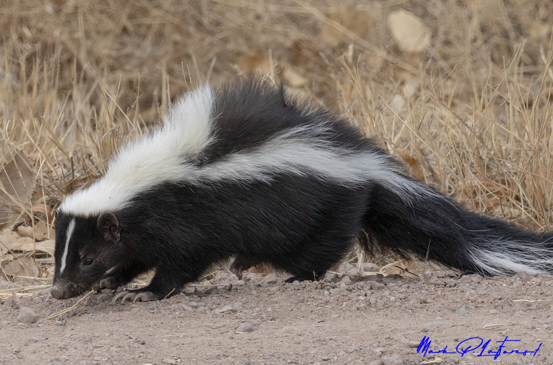 Skunk, Bosque del Apache National Wildlife Refuge